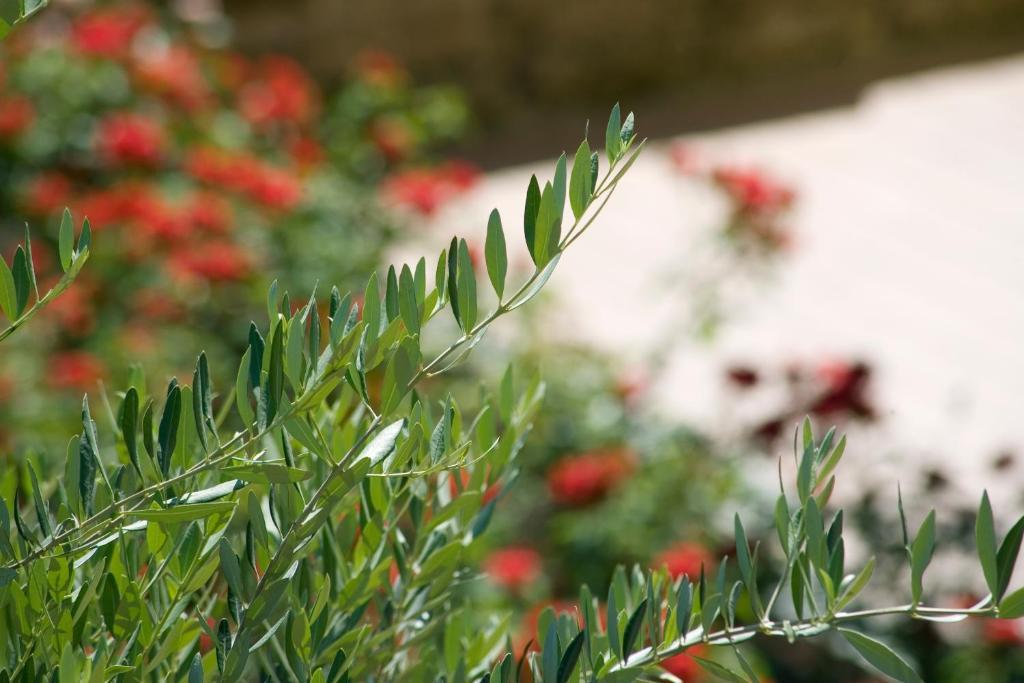 Hotel Relais Agli Olivi ลาซีเซ ภายนอก รูปภาพ